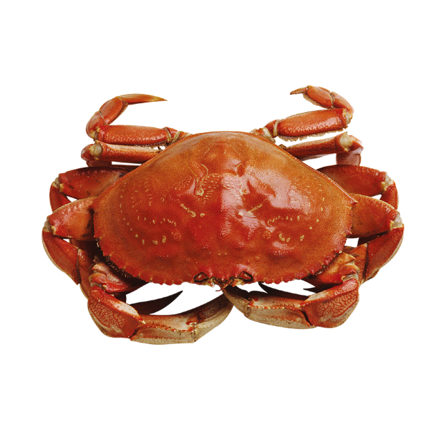seafood