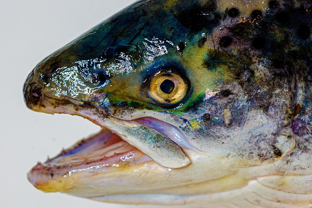seafood