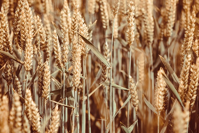 agriculture